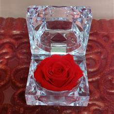 Natural preserved scented rose